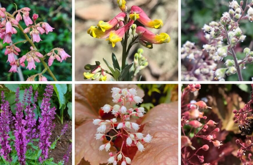 Top 15 Most Popular Types Of Heuchera Pictorial Guide