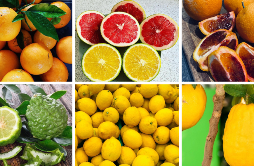 Top 20 Most Popular Types Of Citrus Pictorial Guide