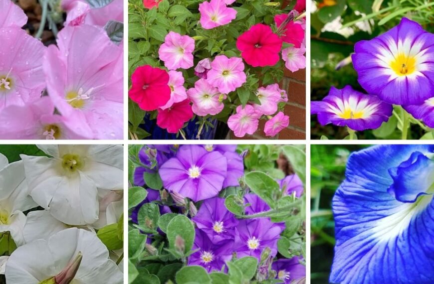 20 Popular Types Of Convolvulus Pictorial Guide