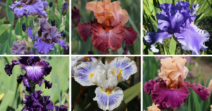 Top 20 Most Popular Types of Iris Pictorial Guide