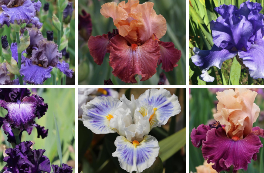 Top 20 Most Popular Types of Iris Pictorial Guide