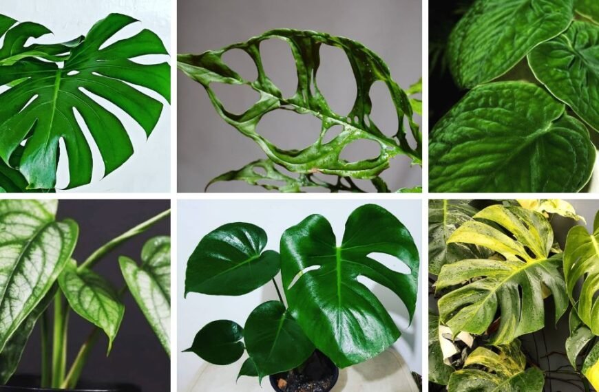 20 Popular Types Of Monstera Pictorial Guide
