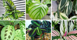 Top 25 Most Popular Types Of Maranta Pictorial Guide