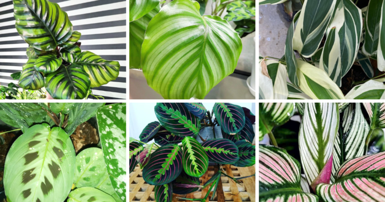 Top 25 Most Popular Types Of Maranta Pictorial Guide