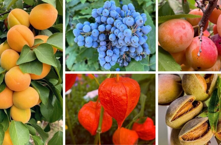 25 Popular Types Of Prunus Pictorial Guide