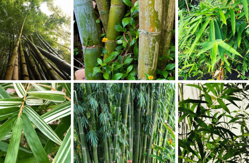 Top 30 Most Popular Types Of Bamboo Pictorial Guide