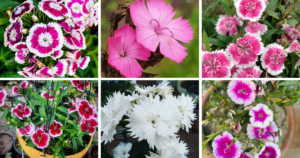 Top 30 Most Popular Types Of Dianthus Pictorial Guide