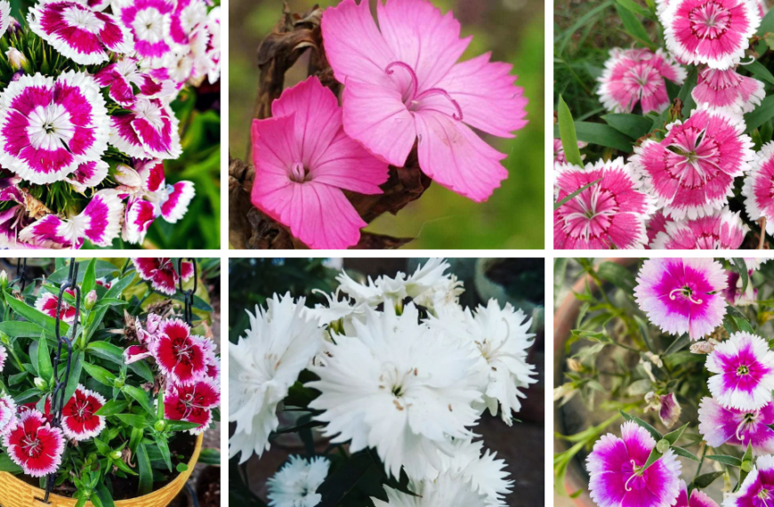 Top 30 Most Popular Types Of Dianthus Pictorial Guide
