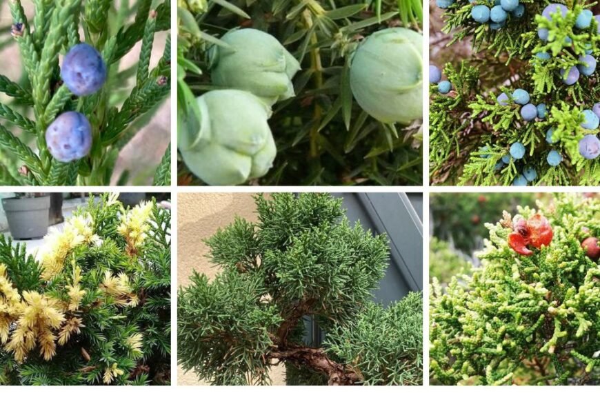 30 Popular Types Of Juniperus Pictorial Guide