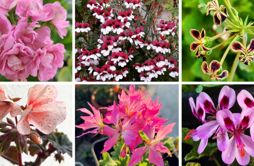 Top 30 Most Popular Types Of Pelargonium Pictorial Guide