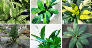 Top 30 Most Popular Types Of Spathiphyllum Pictorial Guide