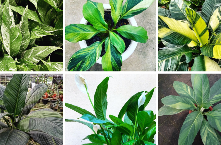 Top 30 Most Popular Types Of Spathiphyllum Pictorial Guide