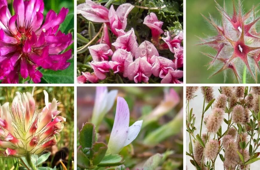 30 Popular Types Of Trifolium Pictorial Guide