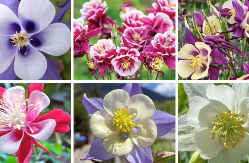40 Popular Types Of Aquilegia Pictorial Guide