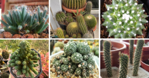 Top 40 Most Popular Types Of Cacti Pictorial Guide
