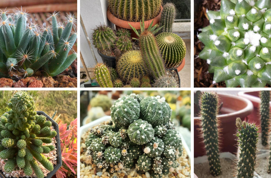 Top 40 Most Popular Types Of Cacti Pictorial Guide