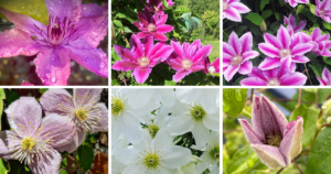 Top 40 Most Popular Types Of Clematis Pictorial Guide