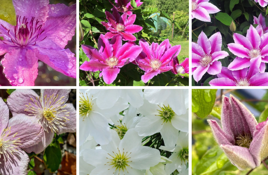 Top 40 Most Popular Types Of Clematis Pictorial Guide