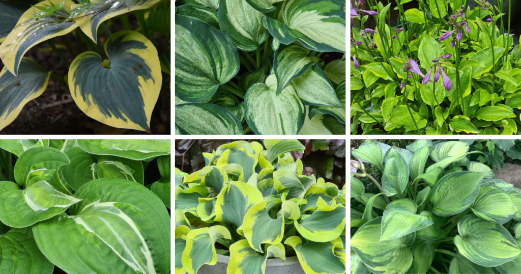 How Many Types Of Hostas Are There