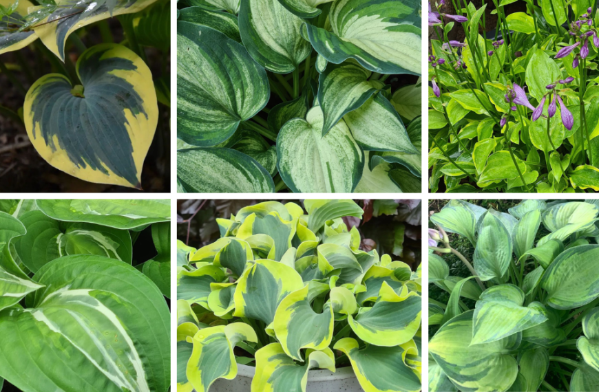 Top 40 Most Popular Types Of Hosta Pictorial Guide