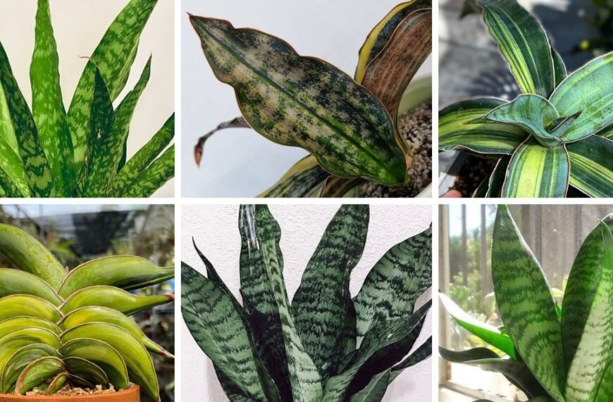40 Popular Types Of Sansevieria Pictorial Guide