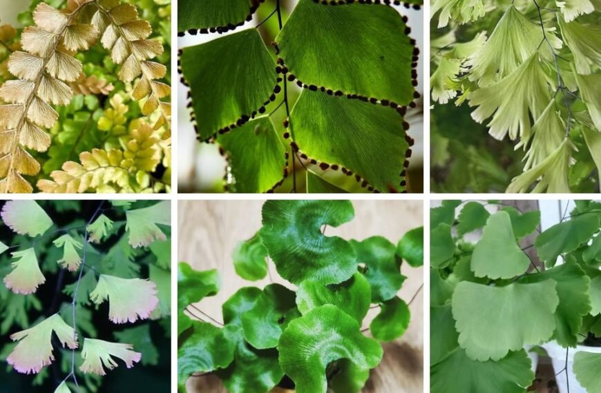 40 Popular Types Of Adiantum Fern Pictorial Guide