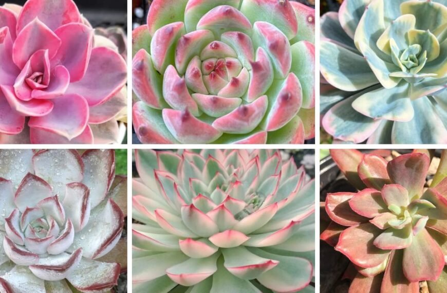 40 Popular Types Of Echeveria Pictorial Guide