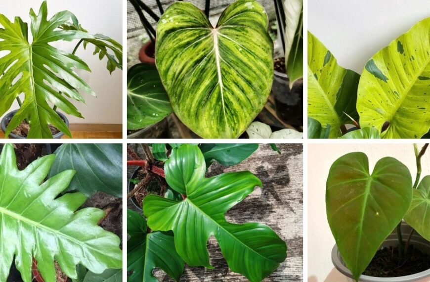 40 Popular Types Of Philodendron Pictorial Guide