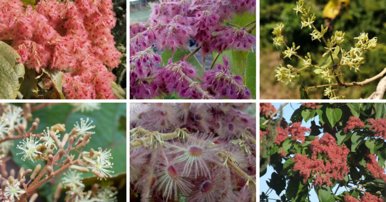 Top 6 Most Types Of Heliocarpus Pictorial Guide