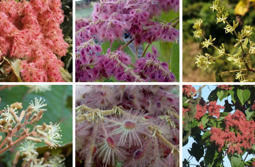 Top 6 Most Types Of Heliocarpus Pictorial Guide