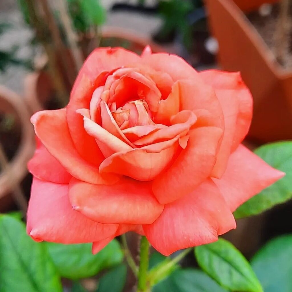 'Tropicana' Rose