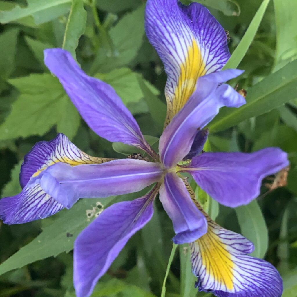 Iris Virginica (Southern Blue Flag Iris)