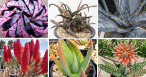 40 Popular Types Of Aloe Pictorial Guide