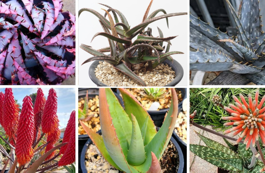 40 Popular Types Of Aloe Pictorial Guide