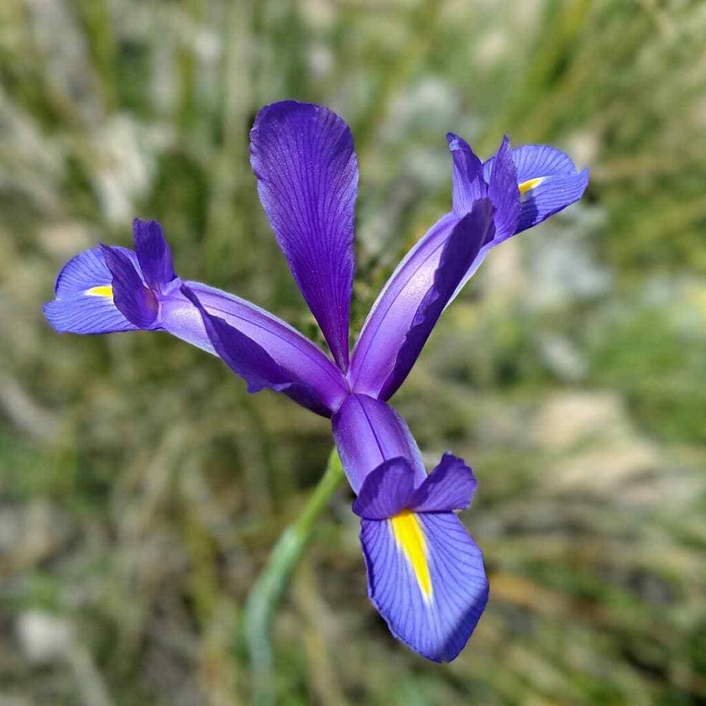 Iris Xiphium (Spanish Iris)