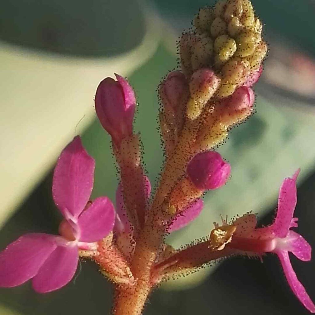 Spathiphyllum Graminifolium