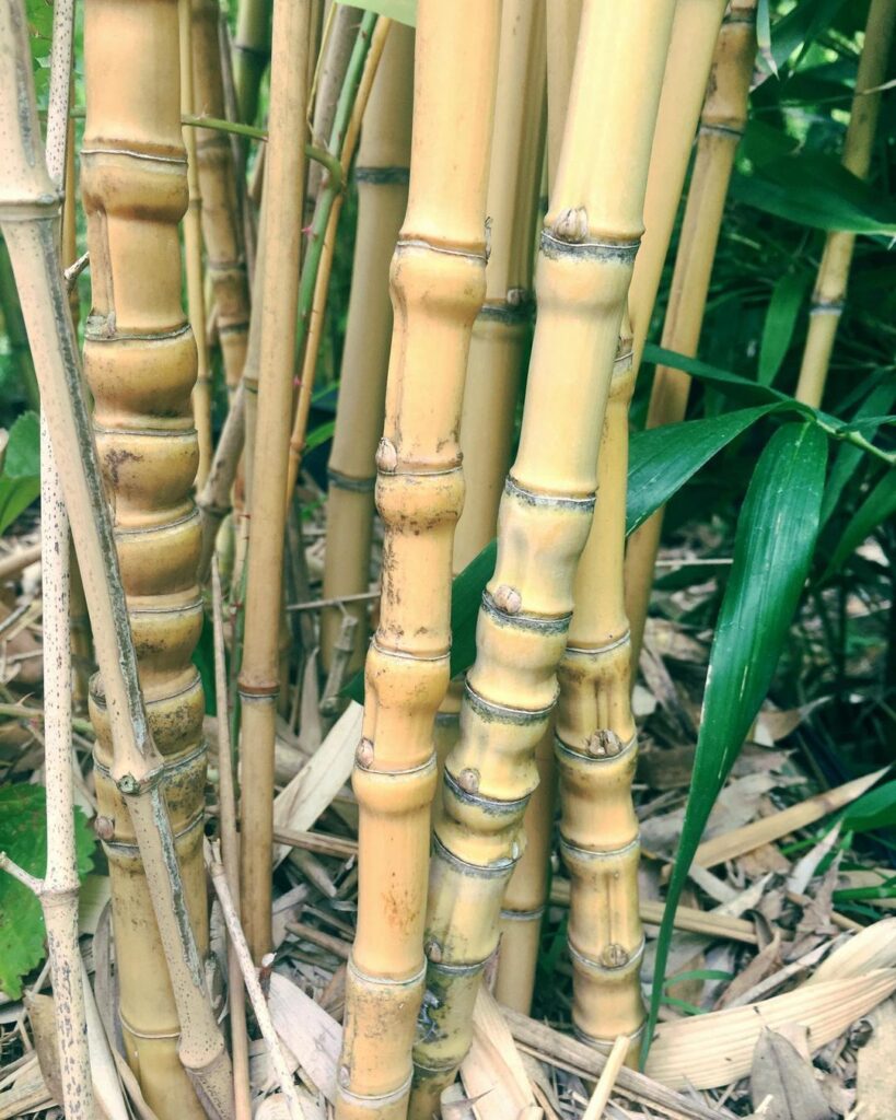 Fishpole Bamboo (Phyllostachys Aurea)