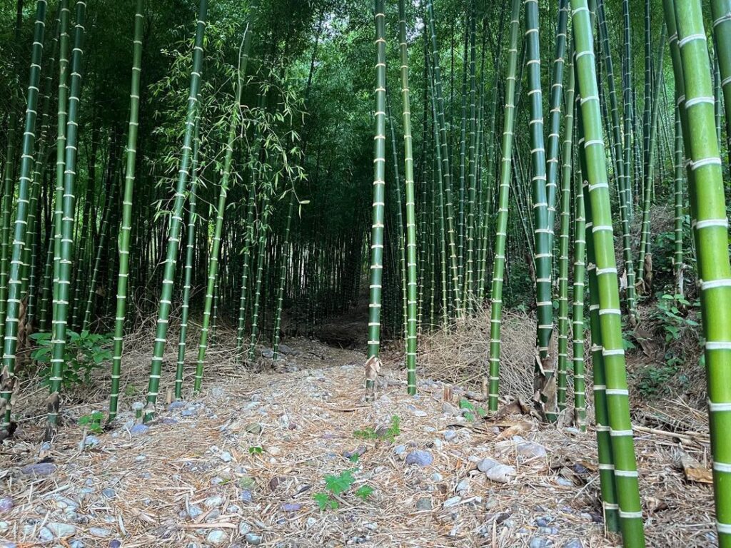 Guadua Bamboo (Guadua Angustifolia)