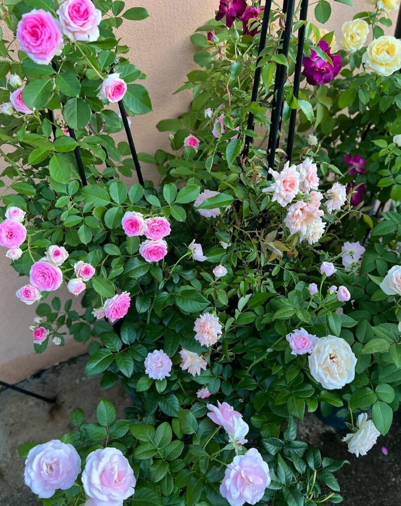 How To Grow And Care For Popular Roses