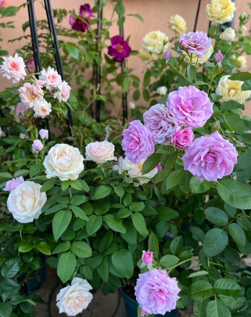 How To Propagate Popular Roses