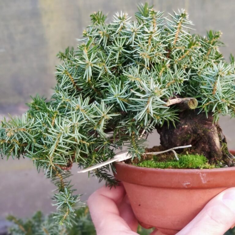 Juniperus Rigida Tree 30 Popular Types Of Juniperus Pictorial Guide