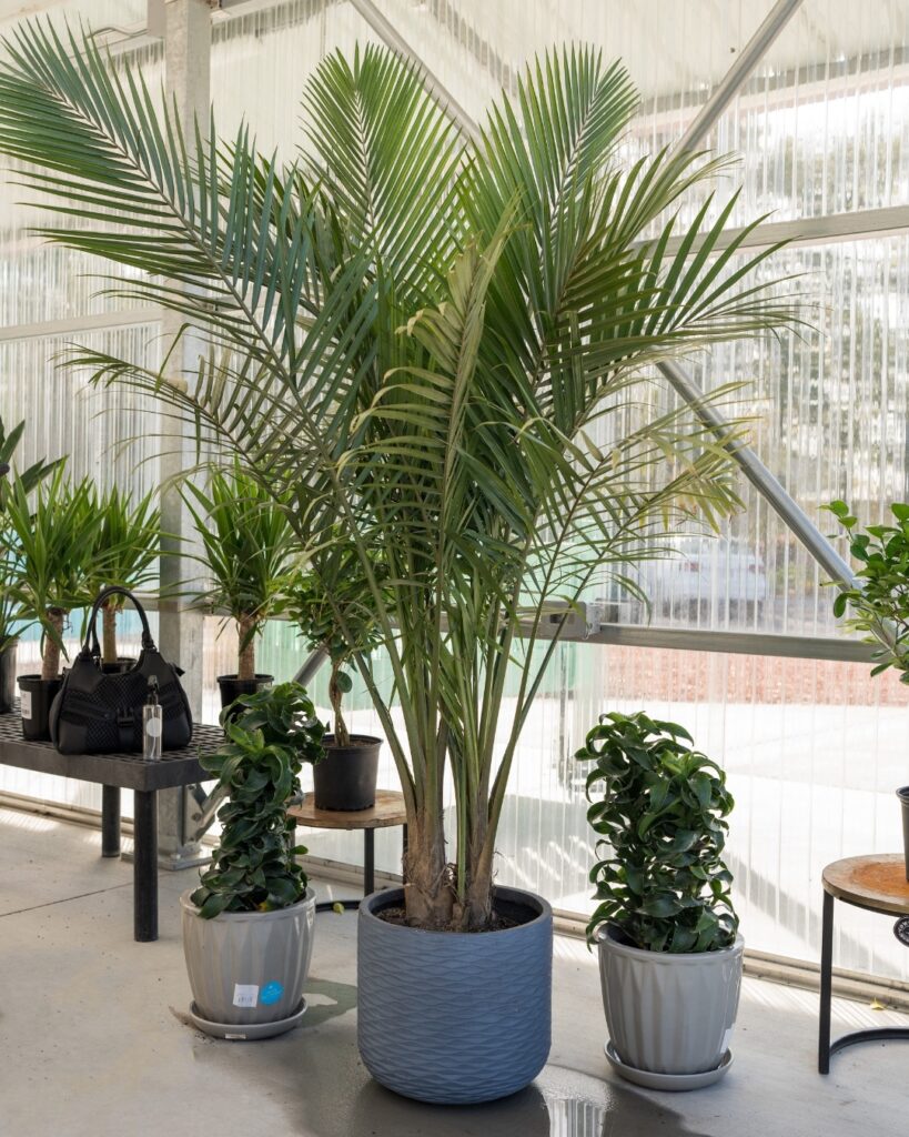 Tips for Caring For Air-Purifying Houseplants