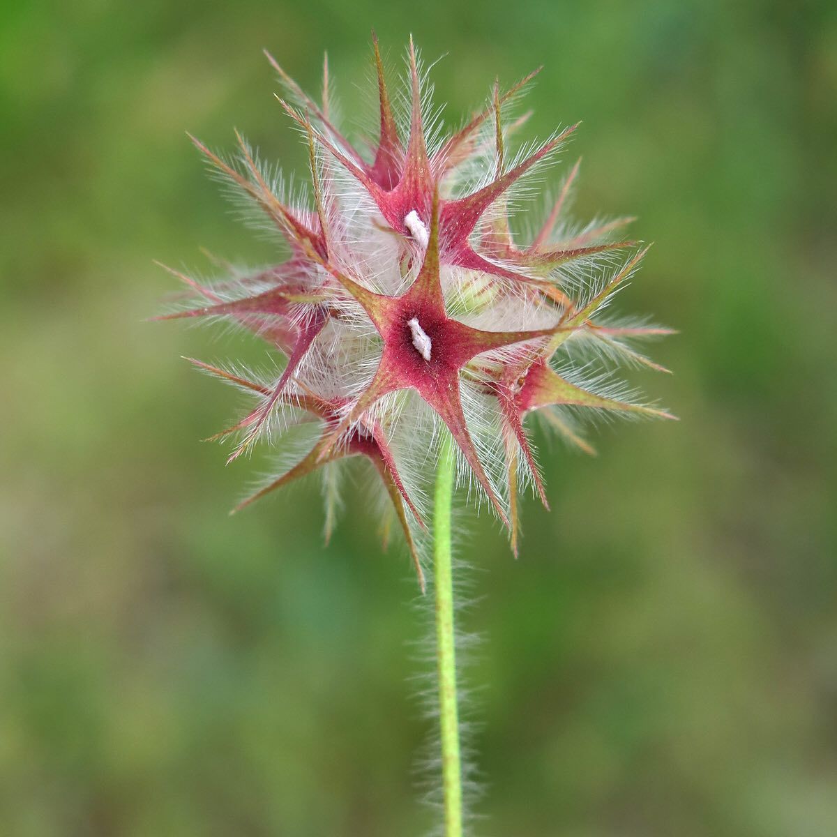 Trifolium Stellatum (Star Clover)