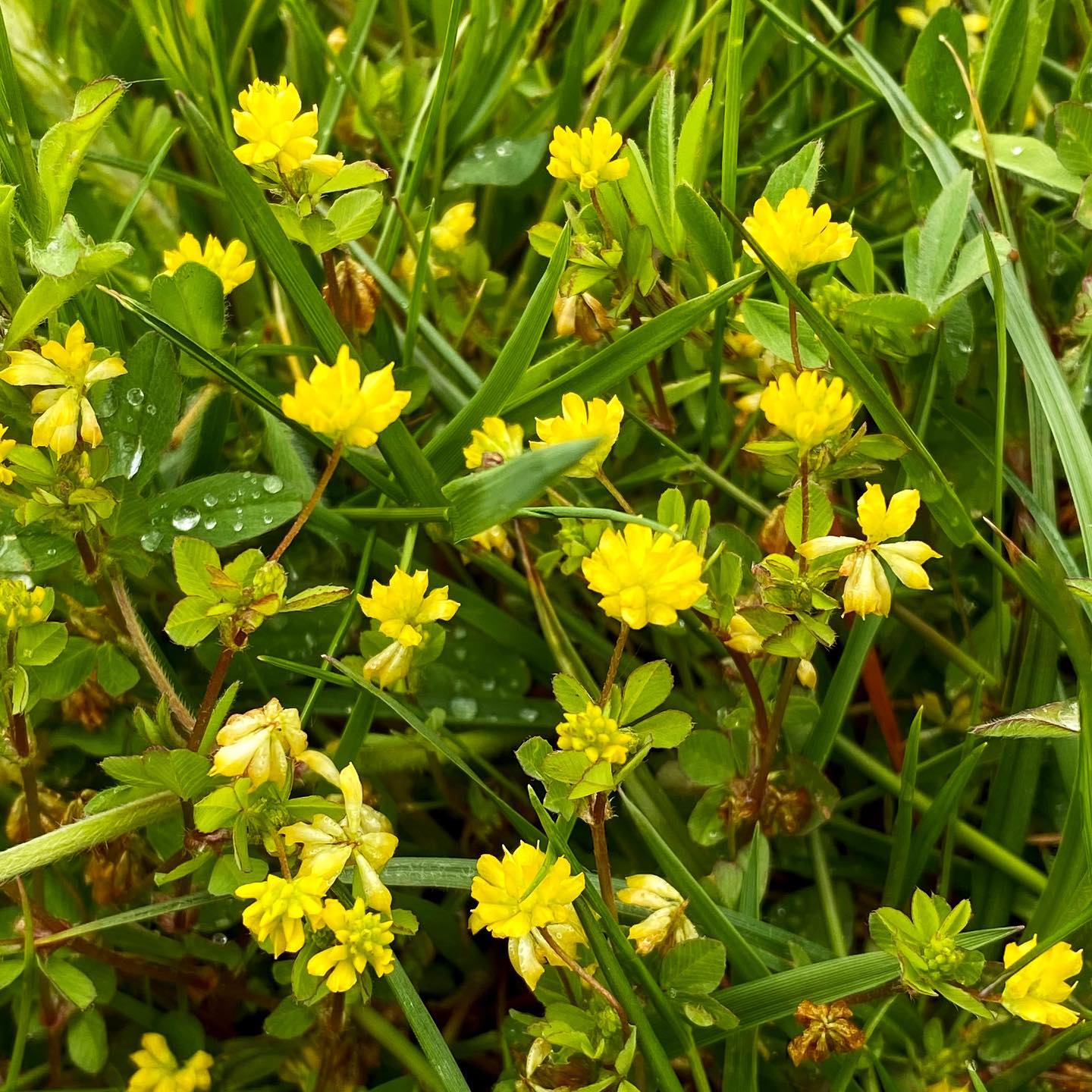 Trifolium Micranthum (Small-flowered Clover)