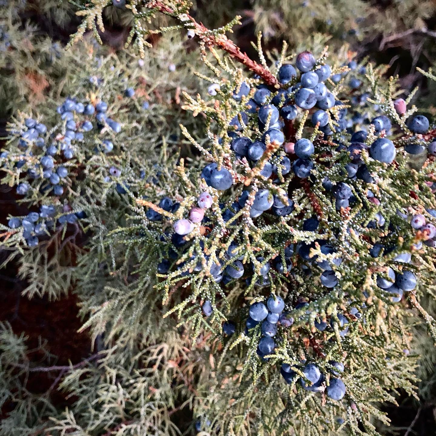 Juniperus Monosperma