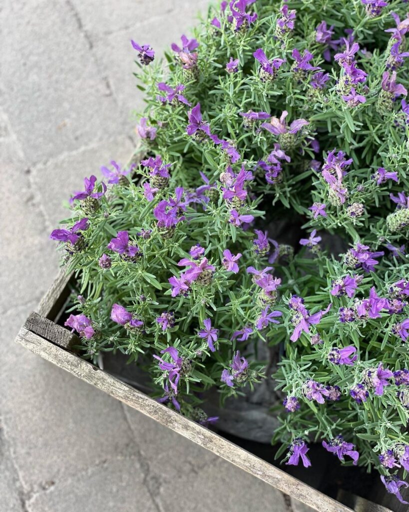 How To Propagate Lavender Plants