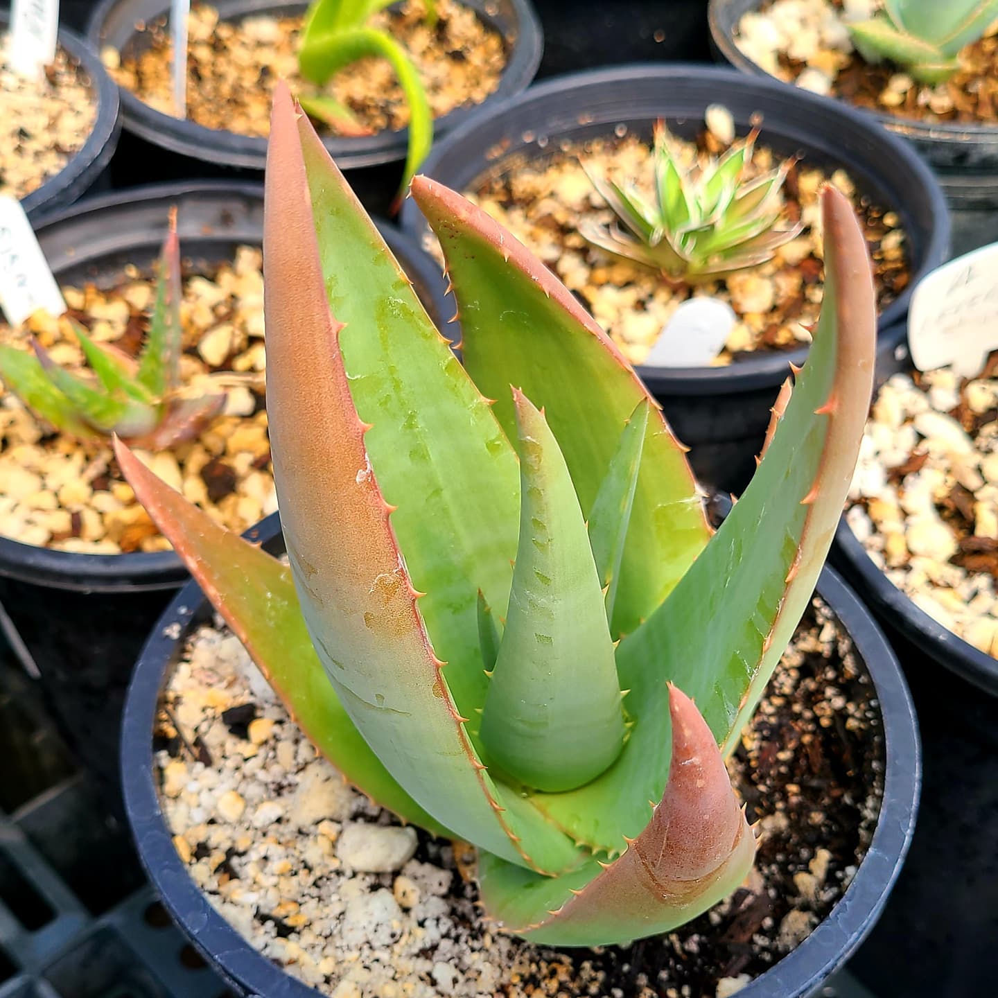 Aloe Chrysostachys