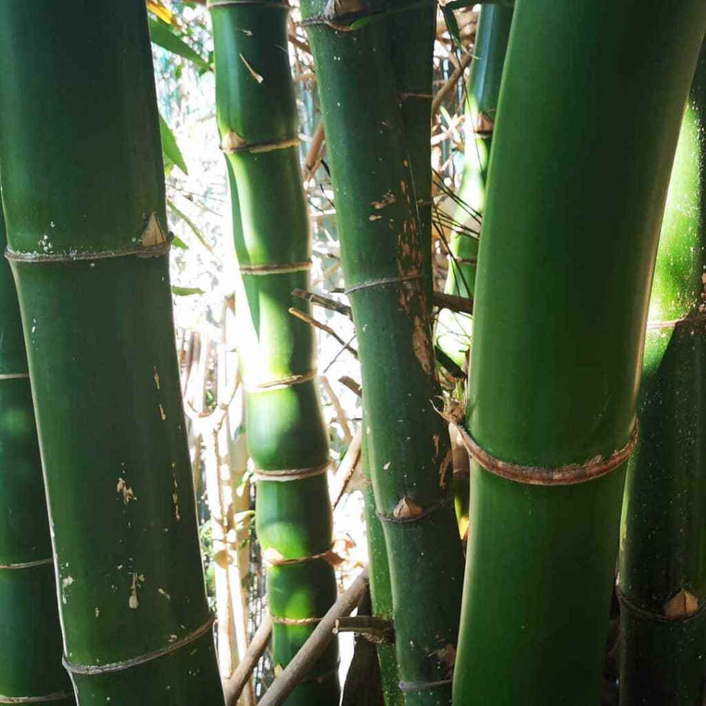 Timber Bamboo (Phyllostachys Pubescens)