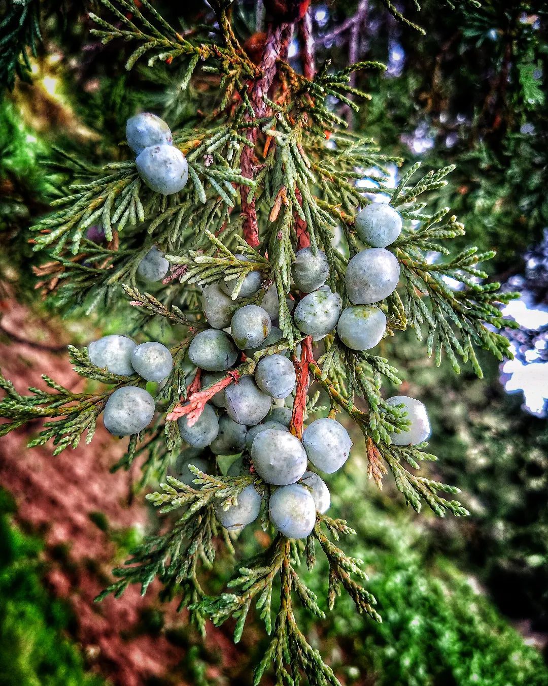Juniperus Monticola