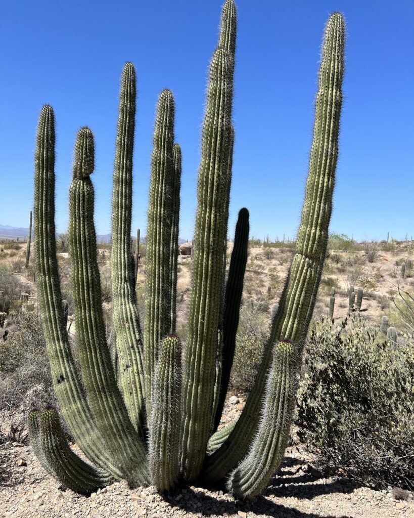 Organ Pipe Cactus (Stenocereus Thurberi)